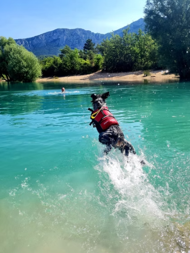 Activite canine avec Vanessa