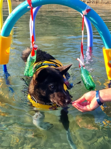 Formation canine