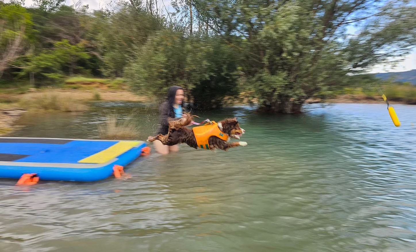 Dog Diving