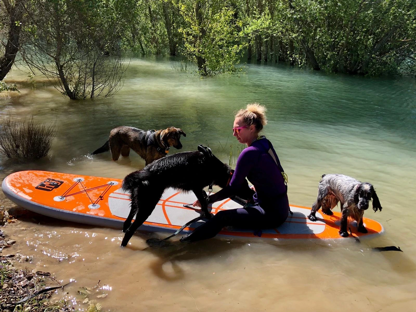 Vanessa on a paddle surrounded by 3 dogs in the water / on the board