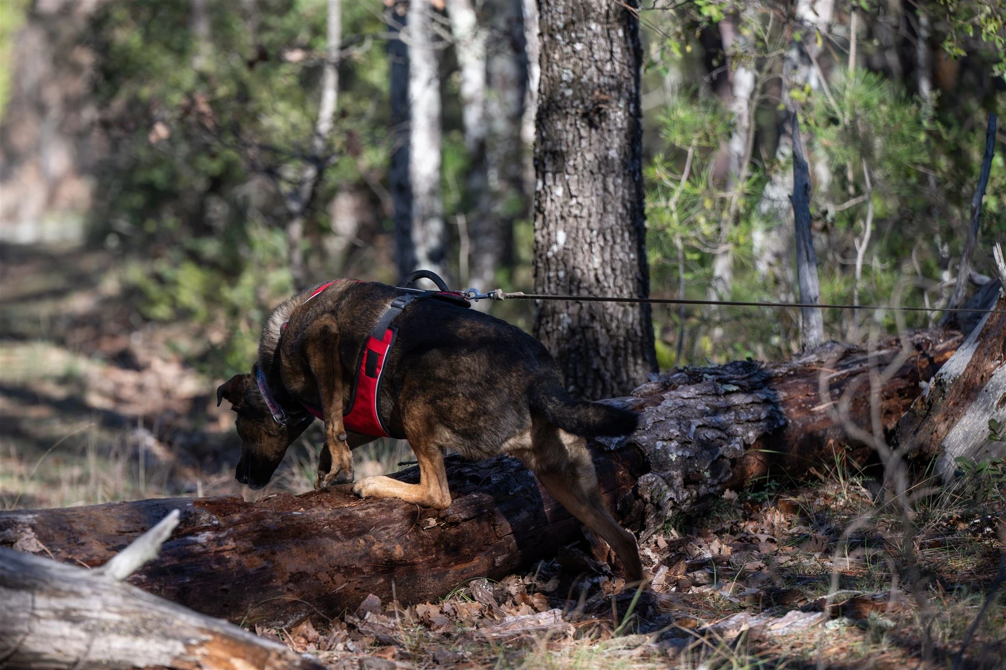 Sia on a leash crossing over a tree trunk