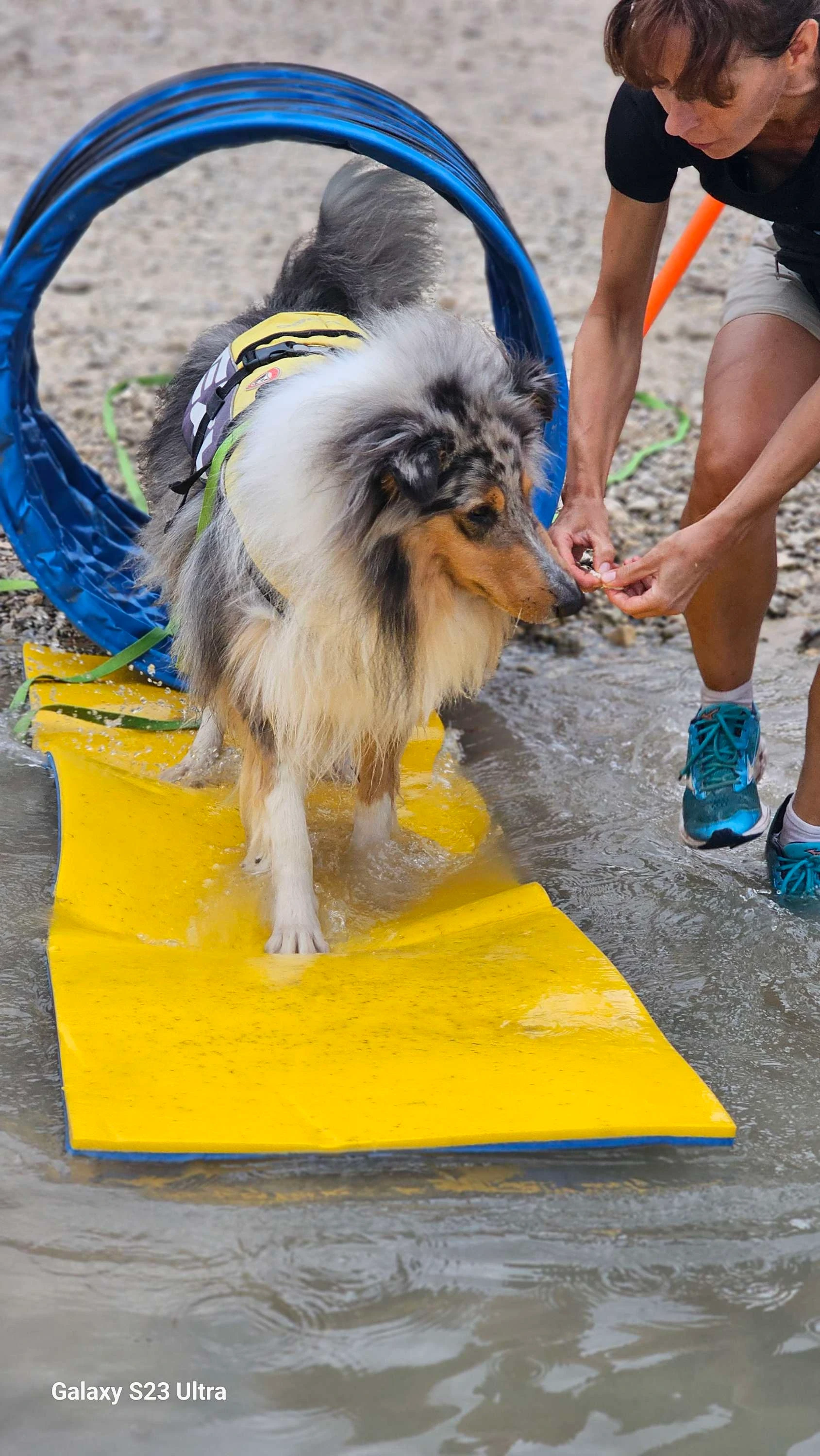 An Australian Shepherd goes through the blue 'tunnel'