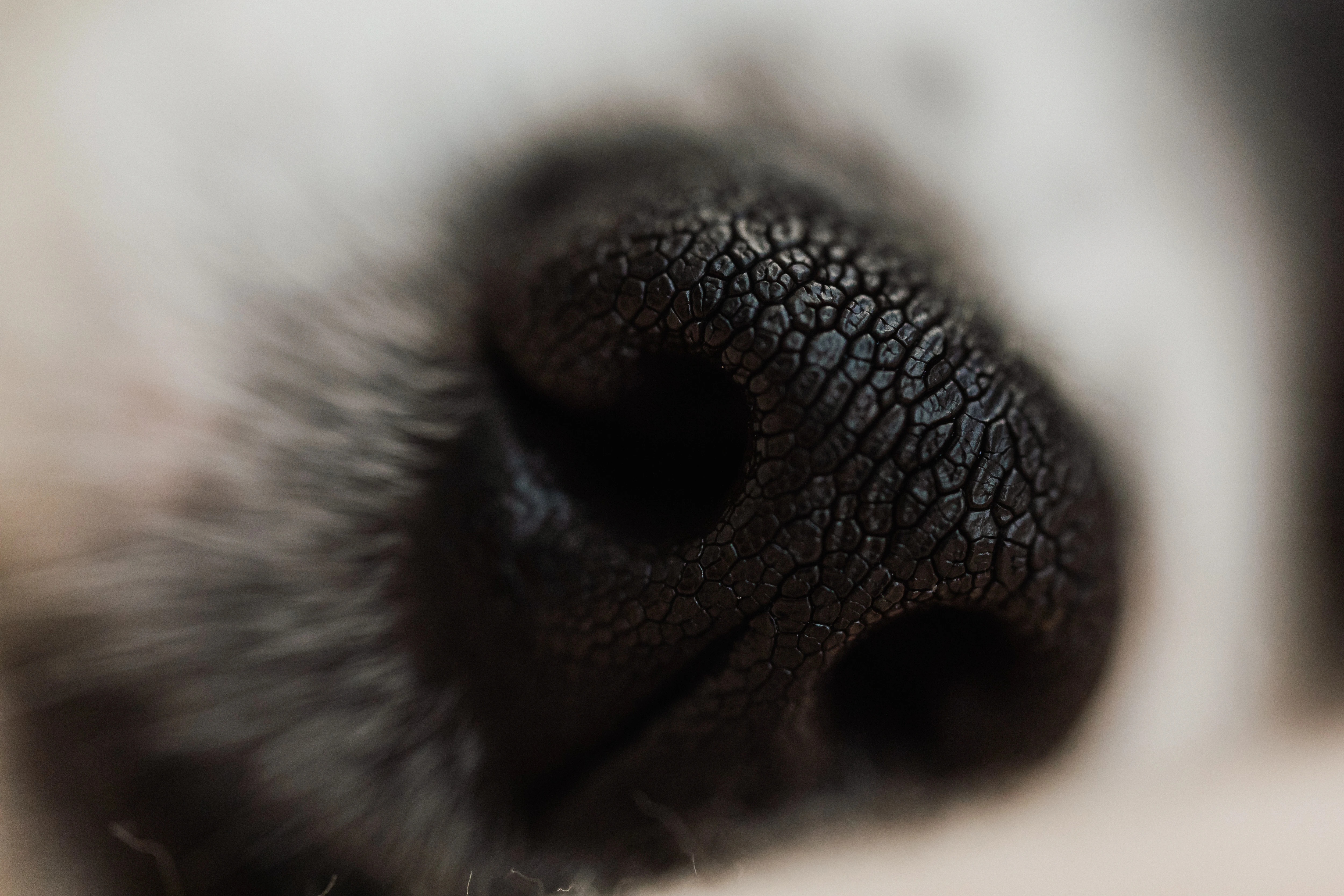Pourquoi les chiens ont besoin de flairer (et comment l’odorat participe à leur bien-être)