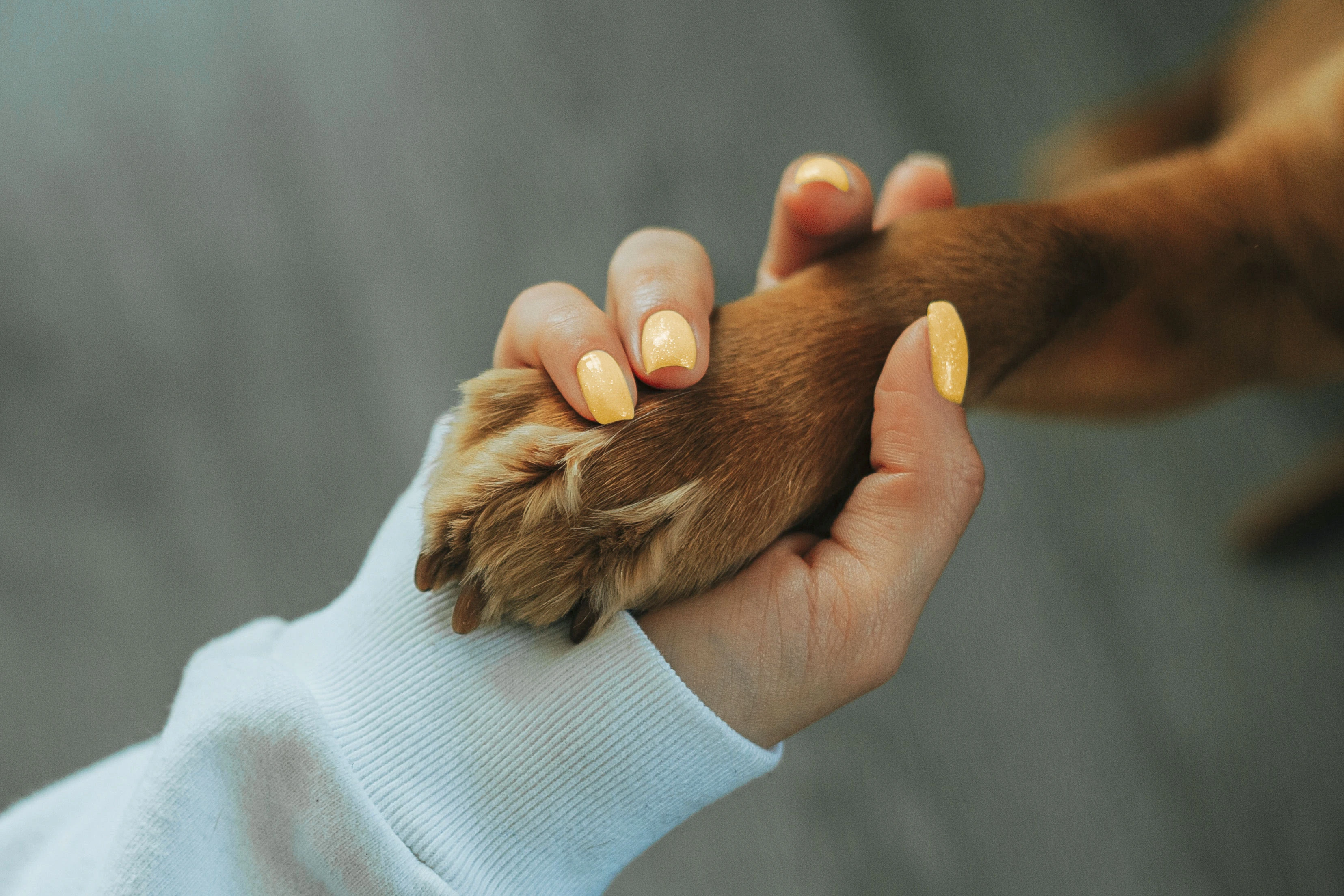Formez vous-même votre chien avec des cours en ligne bienveillants, efficaces et accessibles partout !
