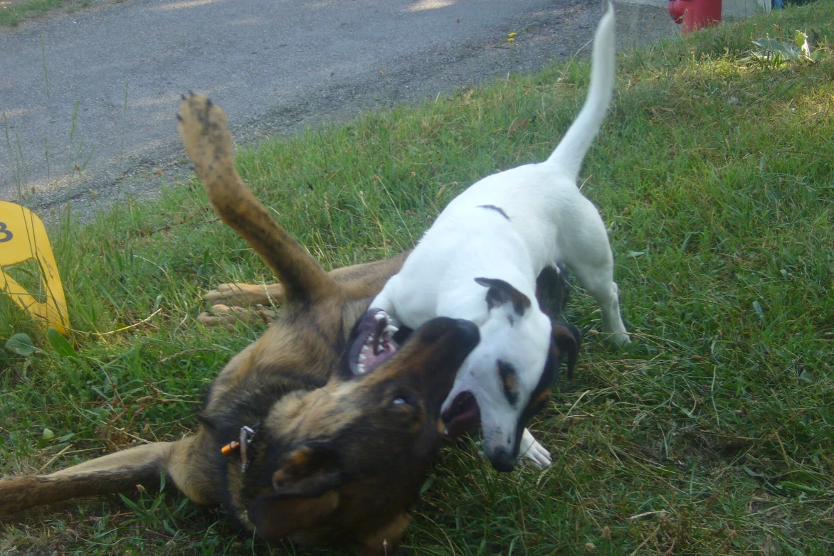 Two dogs playing fight