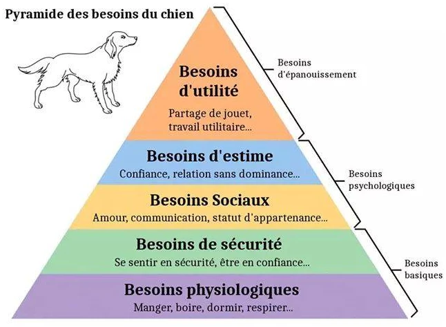 Dog needs pyramid
