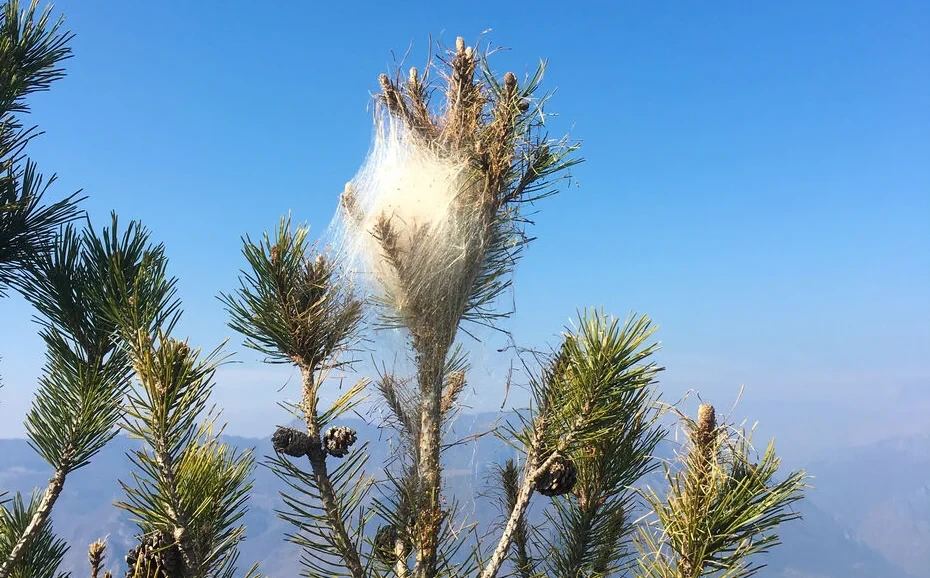 Cocoon of processionary caterpillars