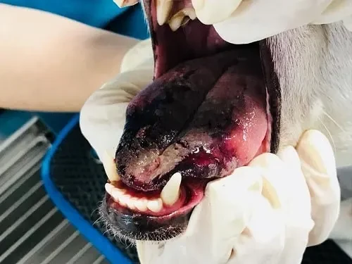 Dog's tongue burned by processionary caterpillars
