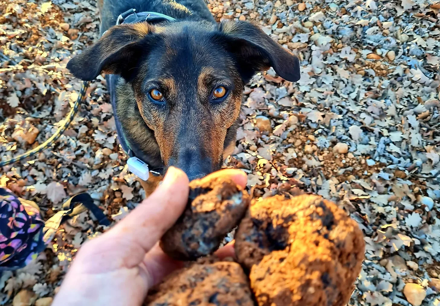 Le cavage truffier : une activité magique pour tous les chiens (et leurs humains !)