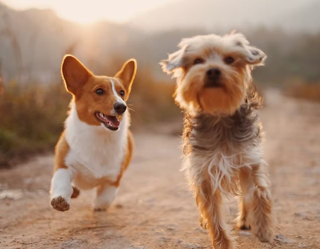 Les besoins et le bien-être de nos chiens de compagnie