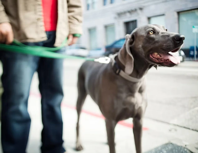 Le coup de chaleur chez le chien